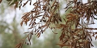Immagine: ULIVO_COLPITO_DA_XYLELLA372